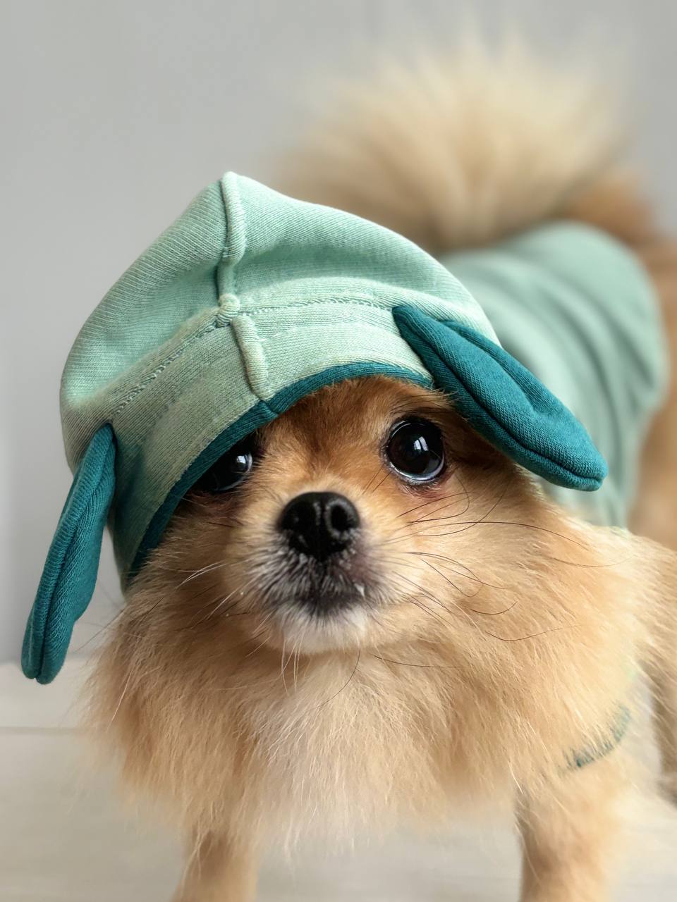 ПОШИВ ОДЕЖДЫ ДЛЯ СОБАК