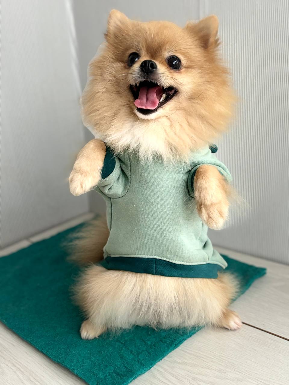 ПОШИВ ОДЕЖДЫ ДЛЯ СОБАК