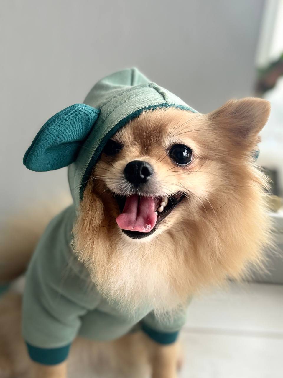 ПОШИВ ОДЕЖДЫ ДЛЯ СОБАК